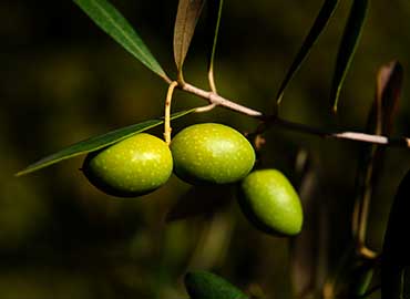 huile-olive-qualite.jpg